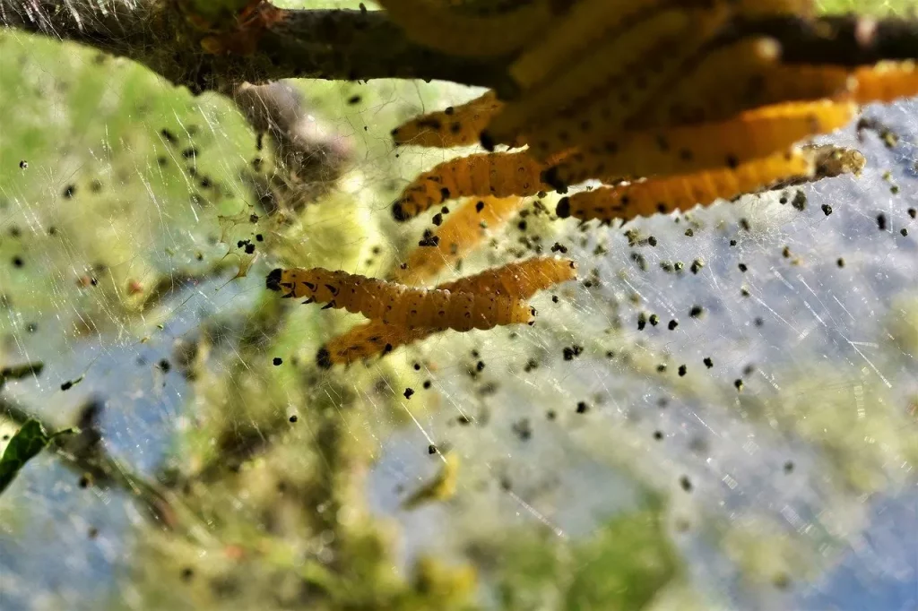 caterpillar