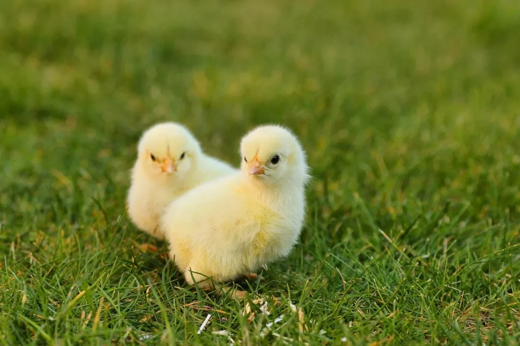 chicks