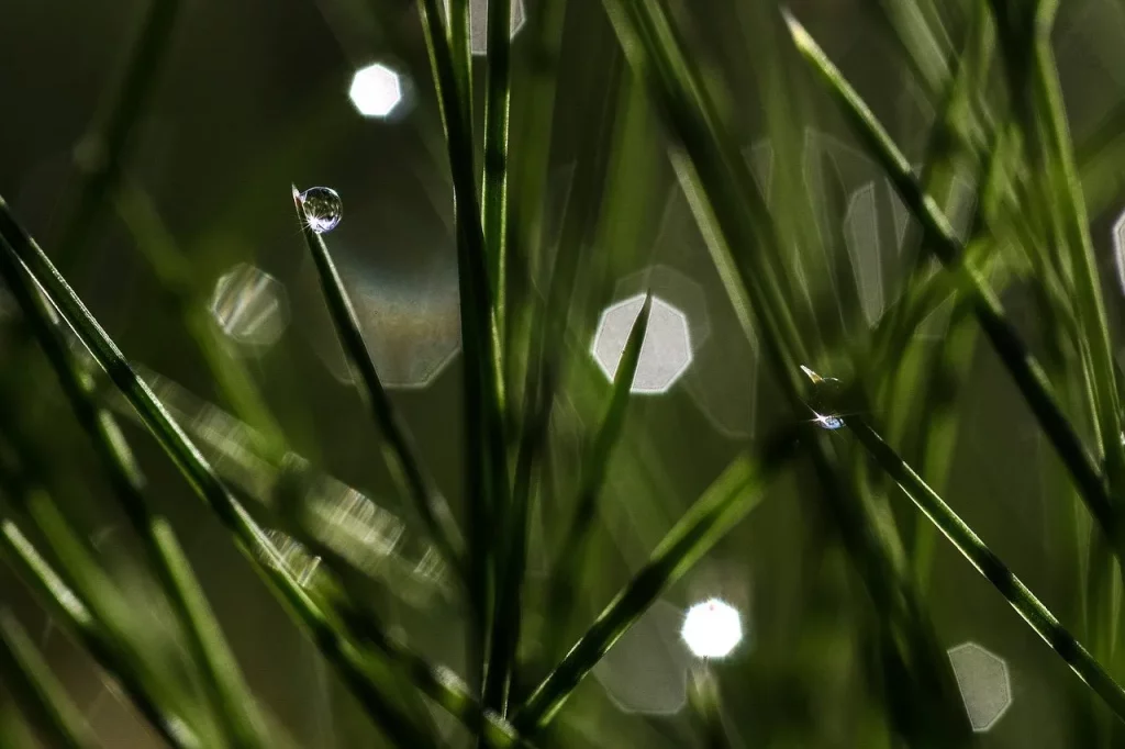 Dew