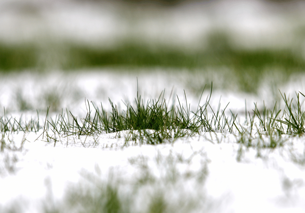 lawn